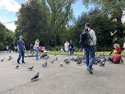 Ryan and the Pigeons St. Stephen's Green