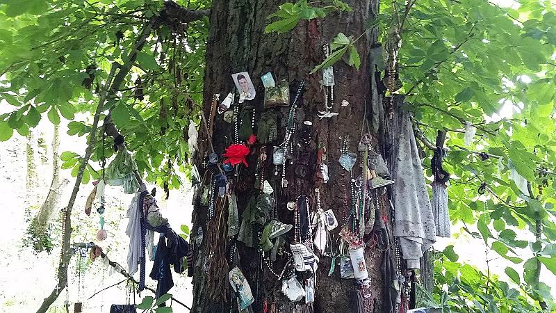 wishing tree closeup