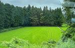 Open green field with tall trees behind 